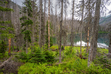 Looking through trees at an alpine lake campsite