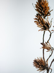 Naklejka na ściany i meble Dried Botanical Flower on a White Background