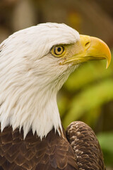 bald eagle looking to the right