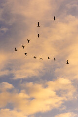 Beautiful view to seagulls flying in formation on sunset sky