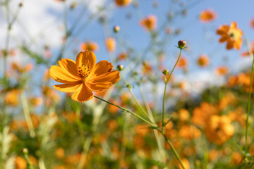 Beautiful close-up of yellow flower on a sunny day