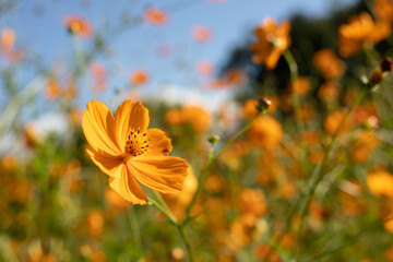 Close-up yellow flower in a field on a beautiful day