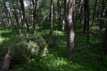 Taking a walk in the woods. View of the green forest vegetation and colors. 