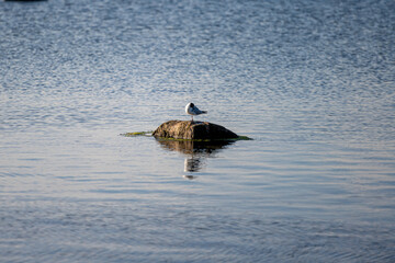 A seagull on a stone in beautiful sunset light. Picture from the Baltic Sea island of Oland