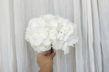 Woman holding beautiful hydrangea flower on rustic background. Stylish big white hydrangea in hand close up. Happy mothers day or Valentines day