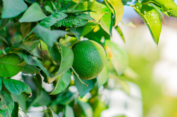 Ripe lime fruits on a tree branch