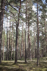 Forest in summer, green trees
