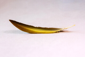 Yellow and brown feather - Selective focus.