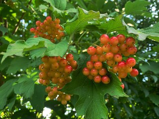 green leaves on the tree, red round fruits on a twig, ripe red sheep, summer plants