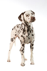 Dalmatian dog black and white standing isolated in studio background