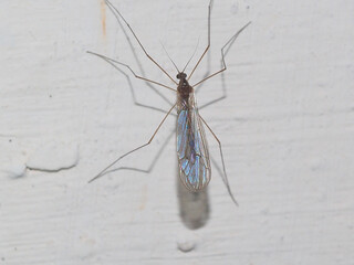 Winter Crane Fly (Trichocera regelationis)