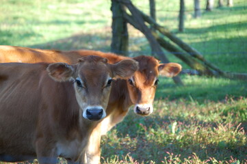 double cows on the farm