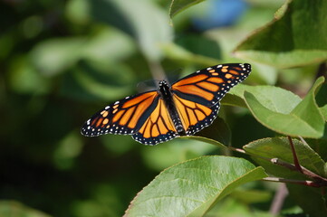 monarch butterfly on a flower