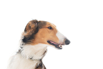 Red dog breed Russian greyhound, portrait, profile, close-up, on a white background.
