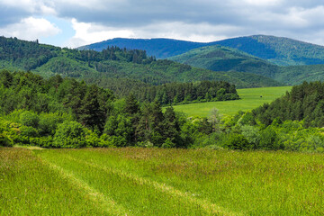 Fototapeta premium nature landscape foliage flowers trees