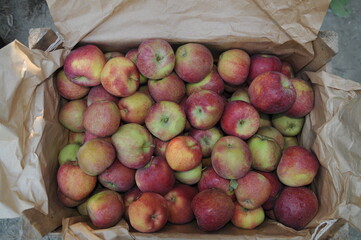 A case of fresh red apples.