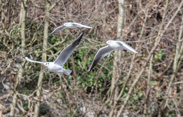 Drei Möwen im Flug