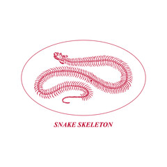 snake skull skeleton illustration vector