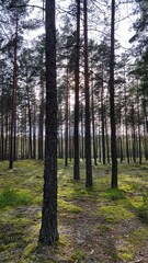 Green, summer forest and trees