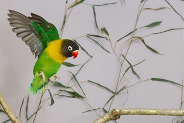 Fliegendes Schwarzköpfchen  (Agapornis personatus)  in der Voliere.