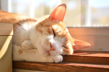 窓辺で日向ぼっこしながら寝る猫