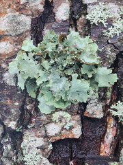 Ragbag lichen, also known as varied rag lichen