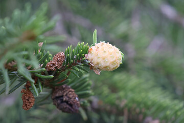 Galls caused by aphids called  pale spruce gall adelgid, a plant parasite forming galls on European...