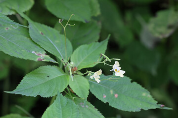 Small balsam, also known as Smallflower touchmenot, wild plant from Finland
