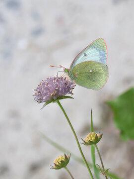 Moorland clouded yellow, also known as palaeno sulphur or pale Arctic clouded yellow, butterfly from Finland