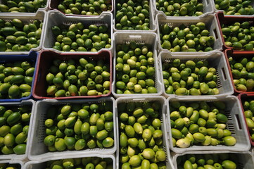 Green lemons picked from the garden.