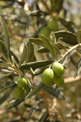 olives on branch