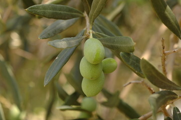 olives on branch