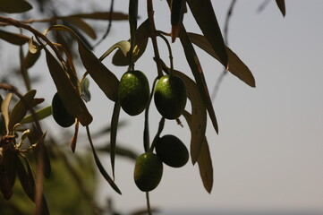 olives on branch