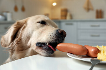 Cute dog trying to steal sausage from table in kitchen