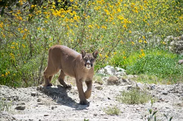 Fotobehang Puma des andes en Bolivie © Alexandre