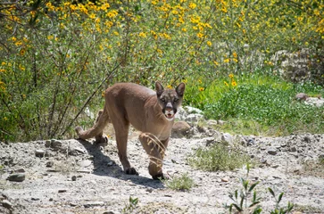  Puma des andes en Bolivie © Alexandre