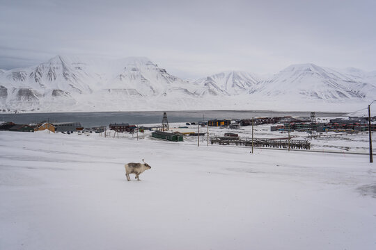 A reindeer runs near Longyearbyen