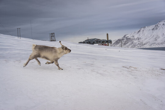 Svalbard reindeer, Rangifer tarandus platyrhynchus, a small subspecies