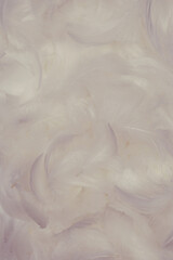 Colorful feather background