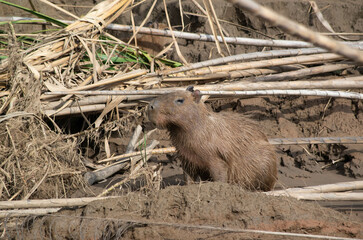 Capybara en bolivie dans le parc national madidi