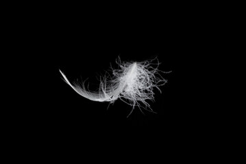 White feather isolated on a black background.