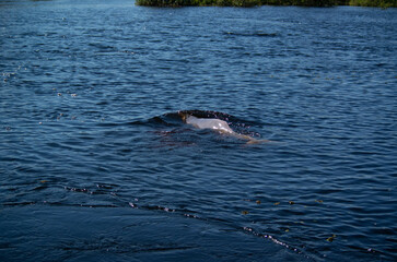Obraz premium Dauphin rose dans la forêt amazonienne en Bolivie