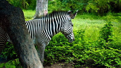 Fototapeta na wymiar Wild African zebra stay in nature on the ground in a forest