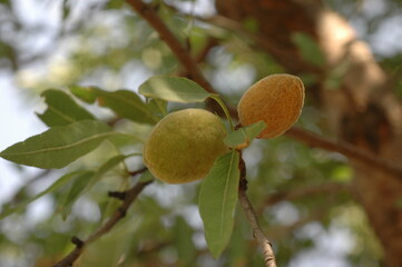 unripe almond on the tree. 