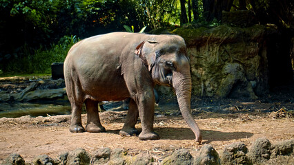 Wild African elephant stands in nature on the ground with forest