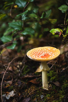 Fly Agaric (Amanita Muscaria) Mushroom in Oregon woods