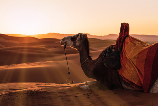 Backlight of camel resting in the desert of Merzouga, Morocco.