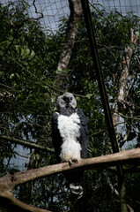 Aigle Harpie feroce dans la jungle au brésil