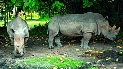 Wild African rhinoceros stay in nature on the ground