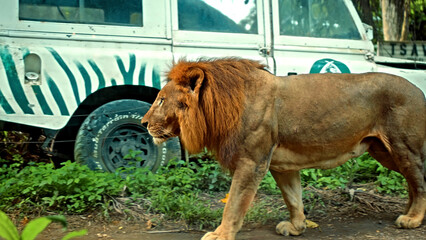 Male wild African lions in the wild with a large mane goes forward